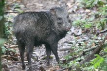 Collared Peccary