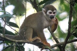 Squirrel Monkey