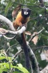 Tamarin