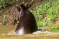 Tapir