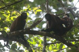 Wooly Monkeys