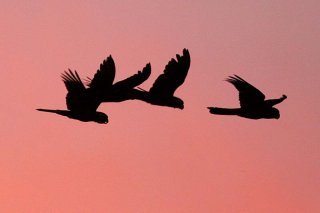 Cockatoos