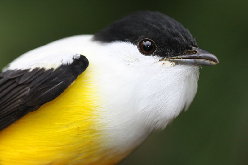 Actually, White-collared Manakin is by far the most common bird we catch, 