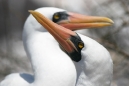 Booby Pair