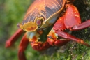 Crab