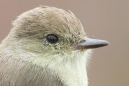 Galapagos Flycatcher