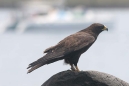 Galapagos Hawk