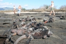 Marine Iguanas