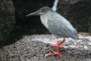 Lava Heron