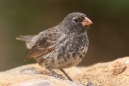 Medium Ground Finch