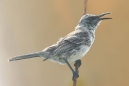 Singing Mockingbird