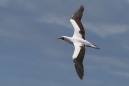 Nazca Booby