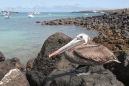 Pelican