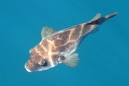 Pufferfish