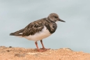 Ruddy Turnstone