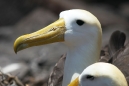 Waved Albatross