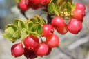 Berries