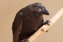 Hawaiian Crow