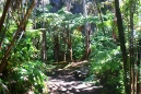 Jungle