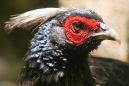 Kalij Pheasant