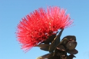 Lehua