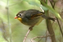 Leiothrix