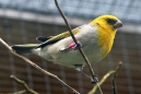 Palila