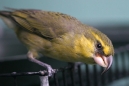 Parrotbill