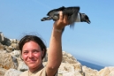 Banding Puffin