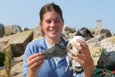 Puffin Banding