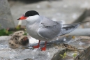Common Tern With Chick
