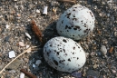 Least Tern Eggs