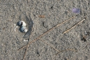 Least Tern Nest