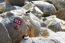 Puffin Burrows