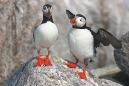 Atlantic Puffin Pair