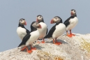 Puffins