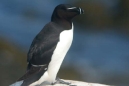 Razorbill