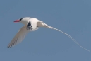 Red-billed Tropicbird