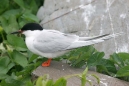 Roseate Tern