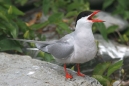 Yelling Tern