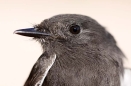 Black Phoebe
