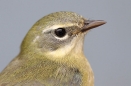 Black-throated Blue Warbler