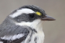 Black-throated Gray Warbler