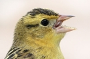 Bobolink