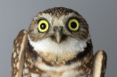 Burrowing Owl
