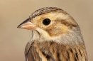 Clay-colored Sparrow