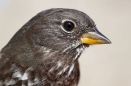 Fox Sparrow