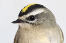 Golden-crowned Kinglet
