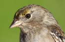 Golden-crowned Sparrow