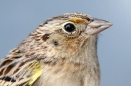 Grasshopper Sparrow